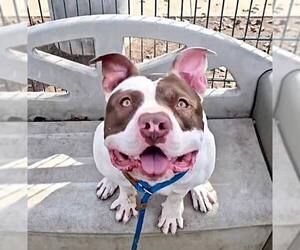 American Bulldog-Unknown Mix Dogs for adoption in San Jose, CA, USA