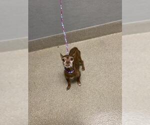 Chihuahua-Unknown Mix Dogs for adoption in Las Vegas, NV, USA