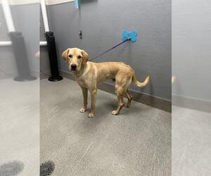 Labrador Retriever-Unknown Mix Dogs for adoption in Las Vegas, NV, USA