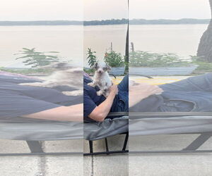 Poodle (Toy) Dogs for adoption in St. Louis Park, MN, USA