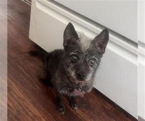 Mutt Dogs for adoption in San Antonio, TX, USA