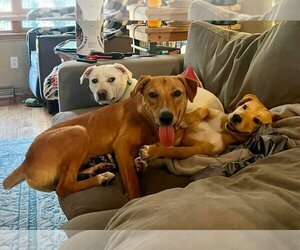 Labrador Retriever-Unknown Mix Dogs for adoption in New London, WI, USA