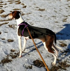 Coonhound Dogs for adoption in Durand, WI, USA