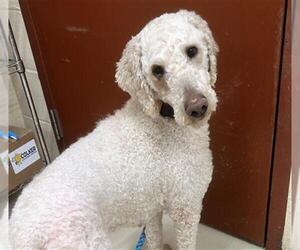 Poodle (Standard) Dogs for adoption in Center Township, PA, USA