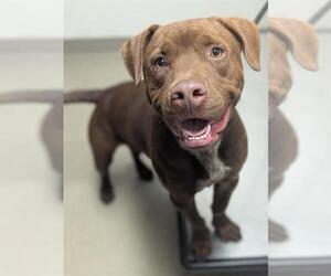 Labrador Retriever-Unknown Mix Dogs for adoption in Fort Lauderdale, FL, USA