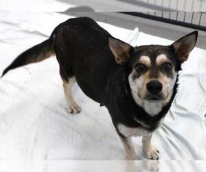 Mutt Dogs for adoption in Thief River Falls, MN, USA
