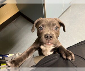 Mutt Dogs for adoption in Denver, CO, USA