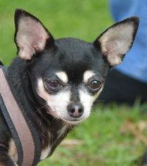 Medium Photo #1 Chihuahua Puppy For Sale in Marina Del Rey, CA, USA
