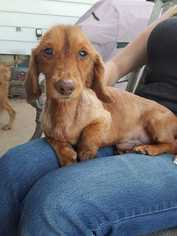Medium Photo #1 Dachshund-Unknown Mix Puppy For Sale in Foristell, MO, USA