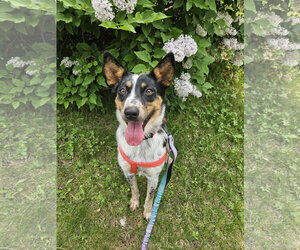 Mutt Dogs for adoption in Garden City, NY, USA