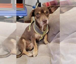 Dachshund Dogs for adoption in Cottonwood, AZ, USA