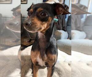 Chiweenie Dogs for adoption in Essex, VT, USA