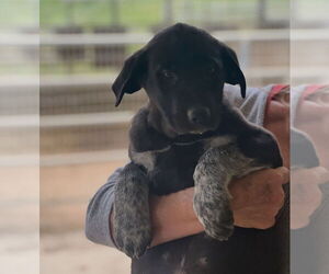 Labrador Retriever-Unknown Mix Dogs for adoption in Dana Point, CA, USA