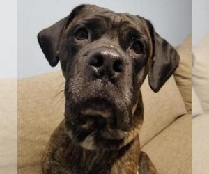 Bullmastiff Dogs for adoption in St Louis, MO, USA