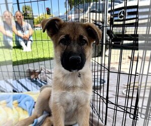 Mutt Dogs for adoption in San Juan Capistrano, CA, USA