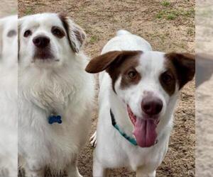 Australian Shepherd Dogs for adoption in Freeport, FL, USA