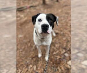 American Pit Bull Terrier Dogs for adoption in Charlotte, NC, USA