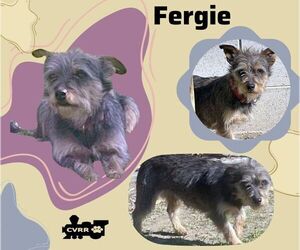 Mutt Dogs for adoption in Lindsay, CA, USA
