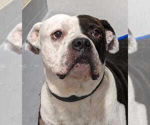 American Bulldog Dogs for adoption in Hillsboro, NH, USA