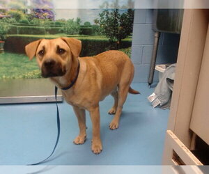 Mutt Dogs for adoption in Moreno Valley, CA, USA