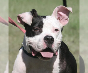 American Staffordshire Terrier-Unknown Mix Dogs for adoption in North Fort Myers, FL, USA