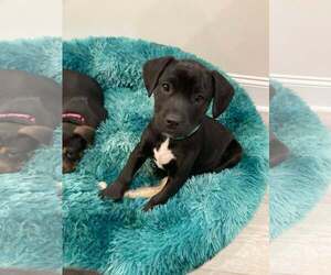 Boxer-Unknown Mix Dogs for adoption in Greensboro, NC, USA