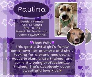 Mutt Dogs for adoption in Rancho Cordova, CA, USA