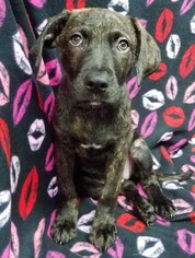 Mastador Dogs for adoption in FAIRLAWN, OH, USA