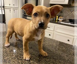 Chiweenie Dogs for adoption in Princeton, MN, USA