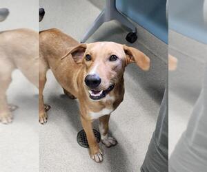 Mutt Dogs for adoption in Newton, NC, USA