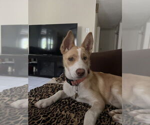 Carolina Dog-Labrador Retriever Mix Dogs for adoption in San Diego, CA, USA