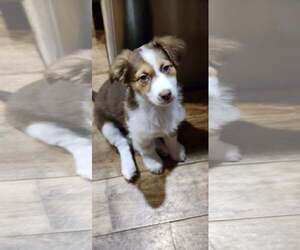 Collie-Parson Russell Terrier Mix Dogs for adoption in Sandy, UT, USA