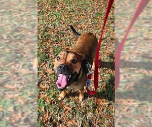 Puggle Dogs for adoption in Baytown, TX, USA