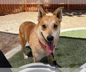 German Shepherd Dog-Unknown Mix Dogs for adoption in Las Vegas, NV, USA