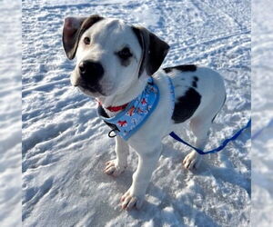 Labrenees Dogs for adoption in Brooklyn Center, MN, USA