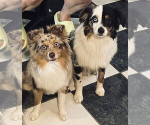 Australian Shepherd Dogs for adoption in Staten Island, NY, USA