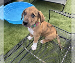 Great Dane-Unknown Mix Dogs for adoption in OKLAHOMA CITY, OK, USA