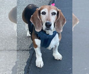 Basset Hound Dogs for adoption in Petaluma, CA, USA
