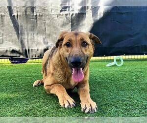 German Shepherd Dog Dogs for adoption in Orange, CA, USA