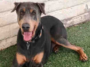 Doberman Pinscher Dogs for adoption in Santa Fe, NM, USA