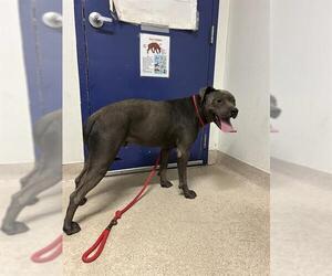 American Pit Bull Terrier Dogs for adoption in Bakersfield, CA, USA