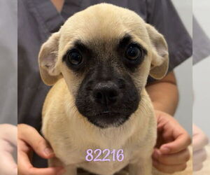 Pug-Unknown Mix Dogs for adoption in Chico, CA, USA