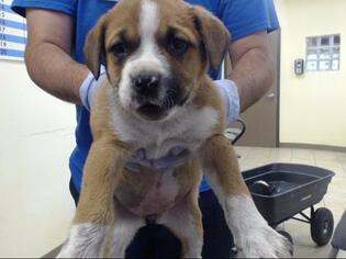 Saint Bernard Dogs for adoption in Houston, TX, USA