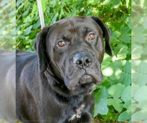 Mastador Dogs for adoption in Grafton, WI, USA