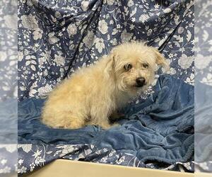 Maltipoo Dogs for adoption in Modesto, CA, USA