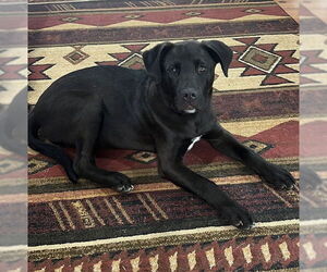 Mutt Dogs for adoption in Tarrytown, GA, USA