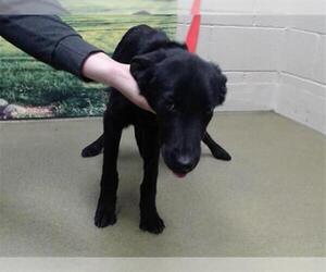 Mutt Dogs for adoption in Moreno Valley, CA, USA
