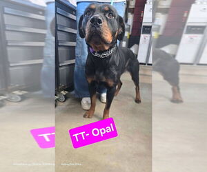 Rottweiler Dogs for adoption in Foristell, MO, USA