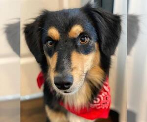Border-Aussie Dogs for adoption in Dallas, TX, USA