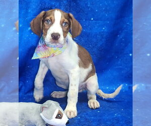 Labrador Retriever-Unknown Mix Dogs for adoption in Wetumpka, AL, USA